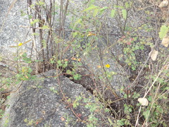 Chamaecrista amiciella