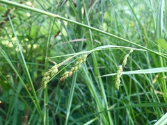 Carex davisii