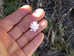 Rafinesquia californica