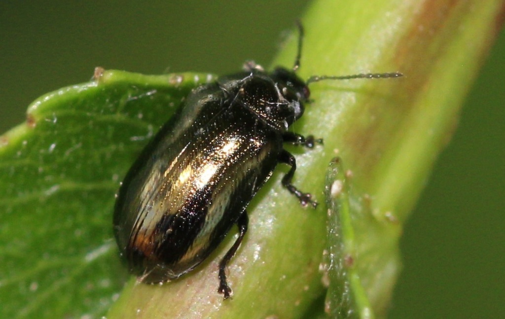 Brassy Willow Beetle