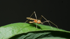 Chioneinae