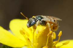 Nomioides minutissimus