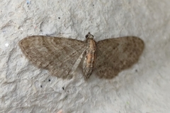 Eupithecia haworthiata