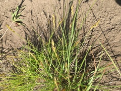 Carex hookeriana