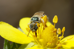 Nomioides minutissimus