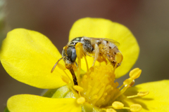 Nomioides minutissimus