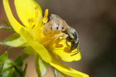 Nomioides minutissimus