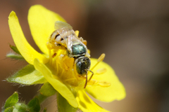 Nomioides minutissimus