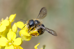 Osmia