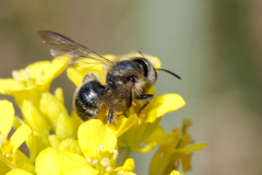 Osmia