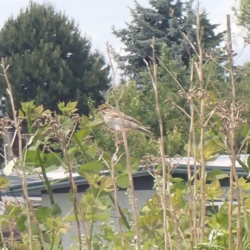 Dwarf Savannah Sparrow