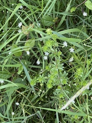 Stellaria graminea