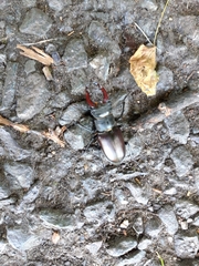 Lucanus cervus