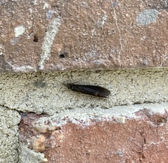 Mystacides azureus