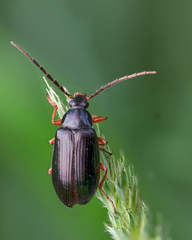 Gonodera luperus