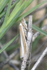 Eucarphia vinetella