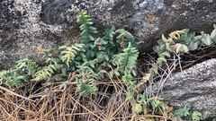 Pellaea bridgesii image