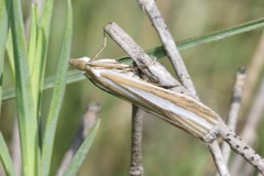 Eucarphia vinetella