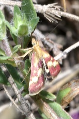Pyrausta ostrinalis