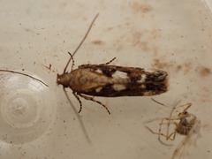 Caryocolum marmorea