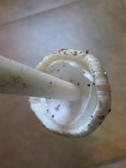 Amanita submaculata