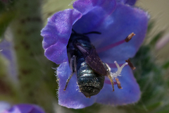 Ceratina cyanea