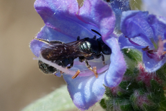 Ceratina cyanea
