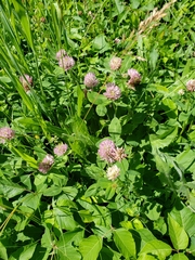 Trifolium hybridum