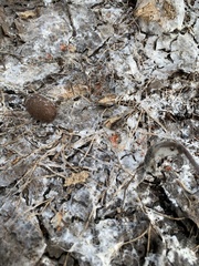 Byssonectria terrestris