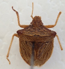 Agroecus griseus