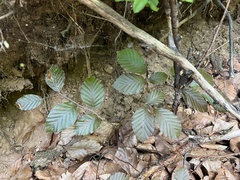 Fagus sylvatica