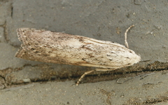 Aphomia sociella
