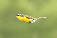 Icteria virens virens