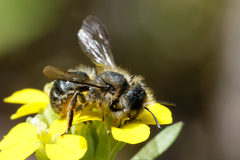 Osmia