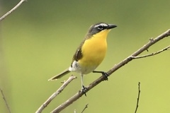 Icteria virens virens