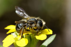 Osmia
