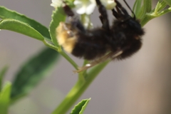 Bombus