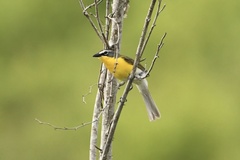 Icteria virens virens