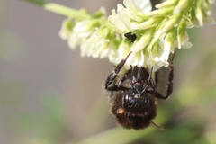 Bombus