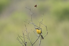 Icteria virens virens