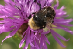 Bombus