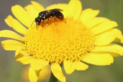 Hylaeus
