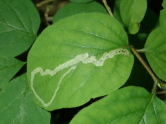 Aulagromyza hendeliana