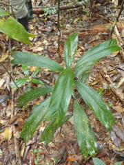 Geonoma stricta