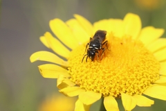 Hylaeus
