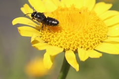 Hylaeus