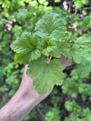 Ribes viscosissimum