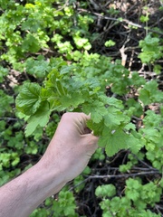 Ribes viscosissimum