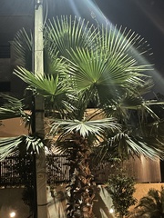 Washingtonia robusta