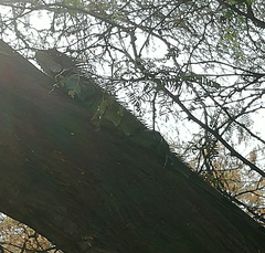 Iguana iguana